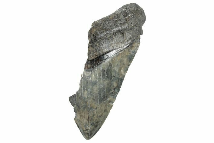 Partial Megalodon Tooth - Serrated Blade #272550